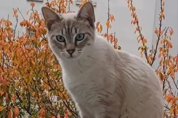 Animaux perdus Lyon, photo: Chat perdu, Lyon - femelle blanche avec un peu de marron