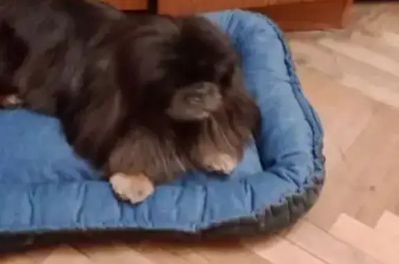 Зникла собака, вулиця Івана Франка, 30, Вербіж - чорний довгошерстний з коричневими лапками - photo