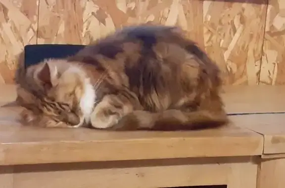 Animaux perdus Paris, photo: Chat perdu, Sallèdes, Paris - typé Main Coon
