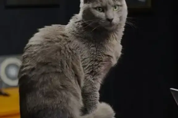 Chat perdu, Segré-en-Anjou Bleu, Paris - européen gris pucé - photo