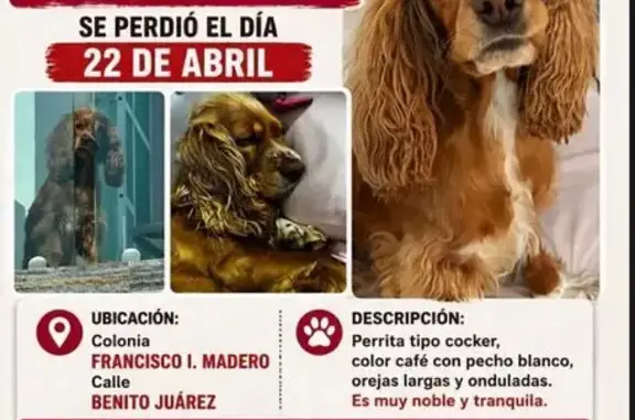 Perdido perro, Calle Morelos, 62_2, Heroica Puebla de Zaragoza - Coker café con pecho blanco - photo