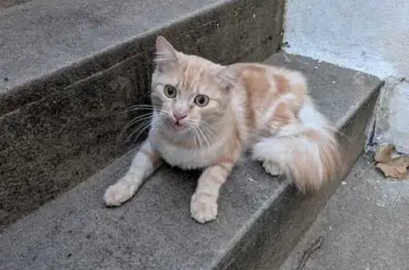Animaux trouvés Paris, photo: Chat trouvé, Rue Beausoleil, Les Sables-d'Olonne - orange et blanc