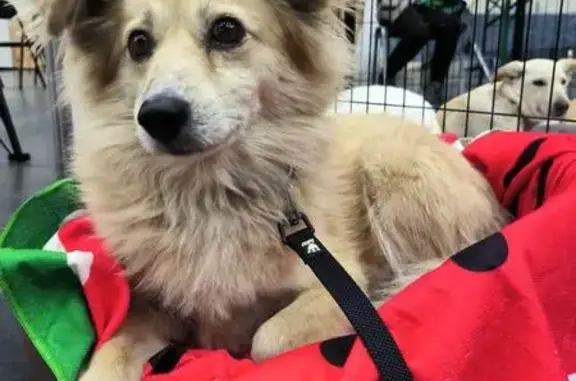 Собаки потеряшки, Софіївська борщагівка, фото: Зникла собака, вулиця Августина Волошина, Київ - песочного окрасу, стерилізована