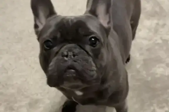 Скотті темно-сірого кольору,легкі тигрові смужки,має на собі ошейник з білим круглим металевим кружечком! Добрий,йде до рук! Вік-2,8 років! Прохання хто бачив чи знає де він звʼязатись за номером телефону! Винагорода обовʼязкова! 0937948483