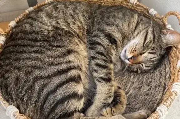 Animaux perdus Pertuis, photo: Chat perdu, Rue Saint-Roch, Pertuis - yeux verts, assez craintif