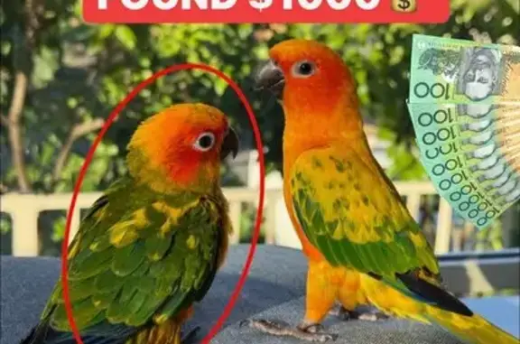 Lost pets Canterbury, photo: Lost bird Male, Canterbury (al496017)