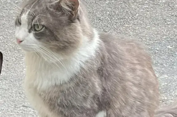 Animaux perdus Paris, photo: Chat perdu, Rue Basse, Niort - mâle craintif