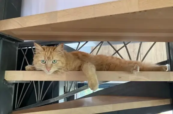 Chat perdu, La Rochelle, photo: Chat perdu, Rue Benjamin Delessert, Brive-la-Gaillarde - mâle roux à poil longs
