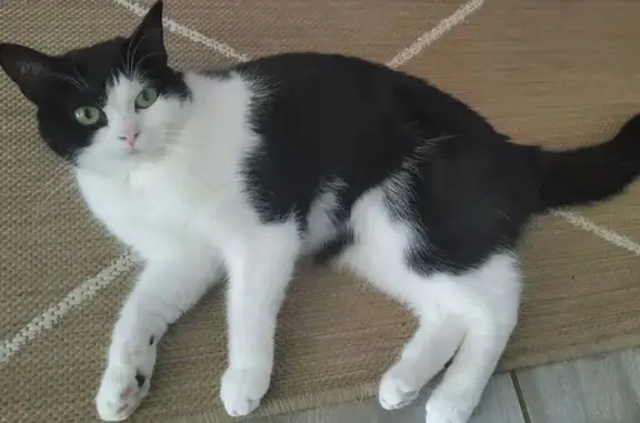 Animaux perdus Reims, photo: Chat perdu, Rue de la Renaissance, Trizay, Reims - Penny, petit gabarit