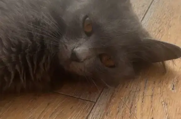 Animaux perdus Lyon, photo: Chat perdu, Allée Mauricette Milazzo, Montélimar - femelle avec tremblement