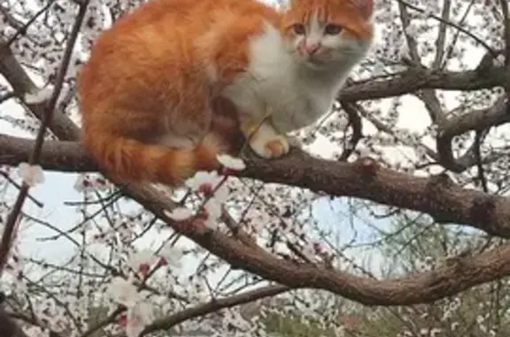 Зникла кішка, Київська вулиця, Хорол - більше рижого кольору - photo