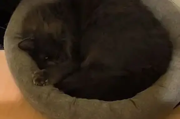 Animaux perdus Is-sur-Tille, photo: Chat perdu, Cour Fernet, Is-sur-Tille - chatte grise