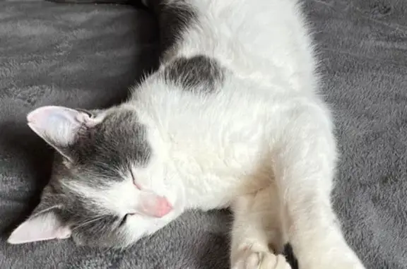 Animaux perdus Paris, photo: Chat perdu, Rue Yves de Pont Sal, 9, Pluneret, Paris - mâle avec entaille à l'oreille
