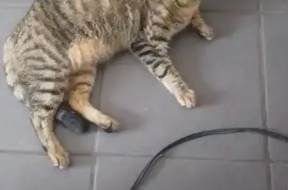 Lost cat, 9th Avenue, 78, Boksburg - male gray Tabby - photo