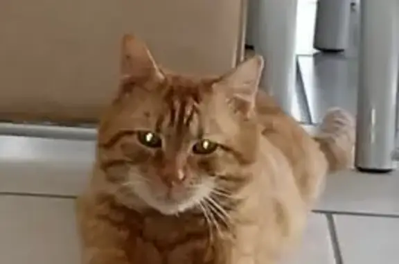 Chat perdu, Achenheim, photo: Chat perdu, Rue des Érables, Achenheim - mâle roux non castré