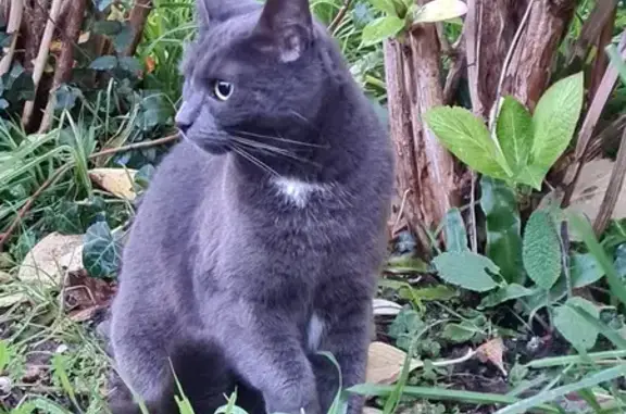 Chat perdu, Rue Victor Rault, Rennes - tache blanche sur le cou - photo