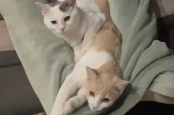 Animaux perdus Dombasle-sur-Meurthe, photo: Chat perdu, Hudiviller, Dombasle-sur-Meurthe - blanc avec des taches grises