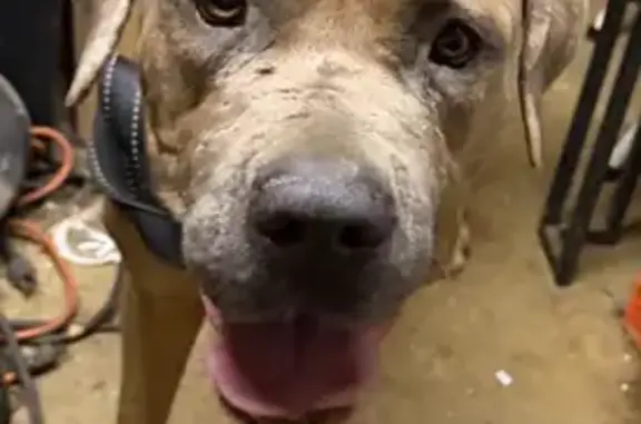 Lost female dog, Saint James Place, Glenolden - tan and blue Italian mastiff - photo