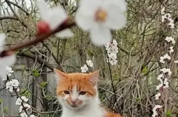 Зникла кішка, Київська вулиця, Хорол - більше рудого, менше білого - photo