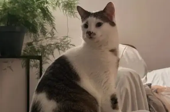Chat perdu, Nantes, photo: Chat perdu, Rue Joachim du Bellay, La Montagne - blanc avec taches tigrées