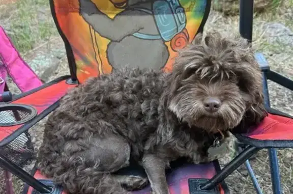 Missing dog Tanque Verde, photo: Lost dog, East Prince Road, Tanque Verde - sweet 2-year-old female