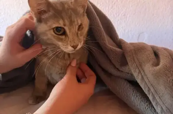 Gato perdido Hembra, Torrevieja (sl495623) - photo