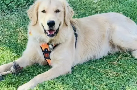 Lost dog, West McNeil Street, Phoenix - male with light golden fur - photo