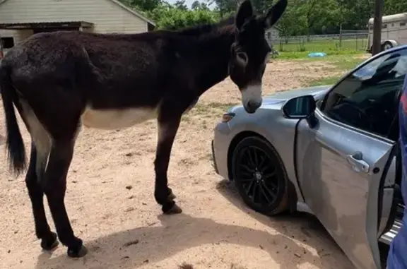 Darryl is a donkey! Not a dog, there was no equine option. Black with white belly. 15 hands tall. Please text 346-227-3924 if seen