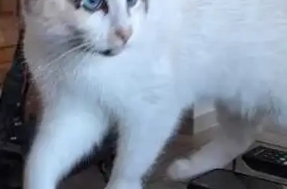 Chat perdu, Rue des Bas Buissons, Dreux - femelle blanche avec tache en forme de cœur - photo