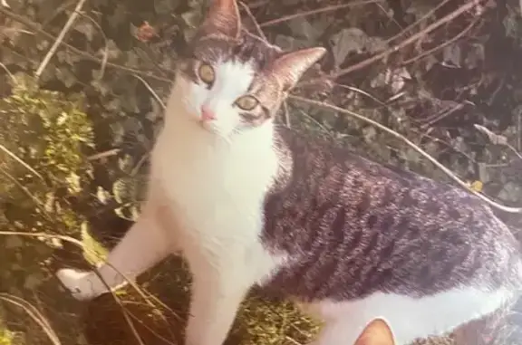 Chat perdu, secteur Savignies, Milly-sur-Thérain - photo