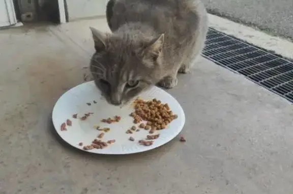 Animaux trouvés Paris, photo: Chat trouvé, Allée des Synagots, Betton - gris souris