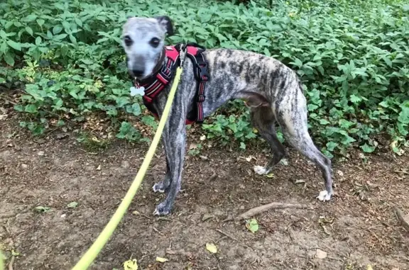 Animaux perdus Paris, photo: Chien perdu, Rue de Boudrezy, Mercy-le-Haut, Paris - whippet mâle craintif