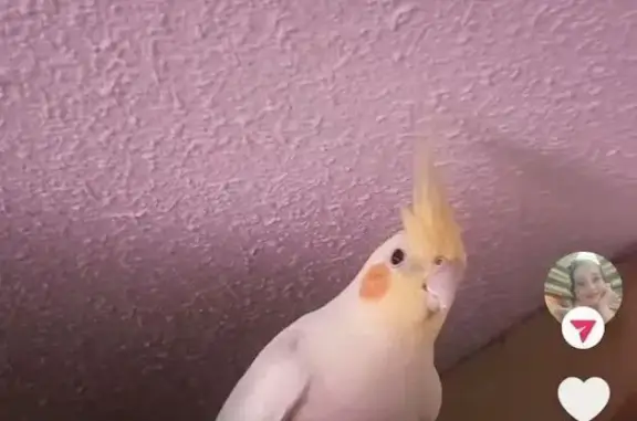 Búsqueda de mascotas, foto: Perdida ave hembra, Calle de Mercurio, 49, Madrid - ninfa amarilla completa