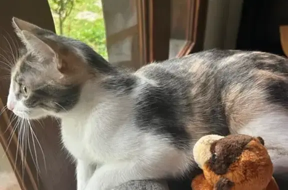 Animaux perdus Vitry-aux-Loges, photo: Chat perdu, Chemin de Replat, 12, Vitry-aux-Loges - femelle écaille de tortue