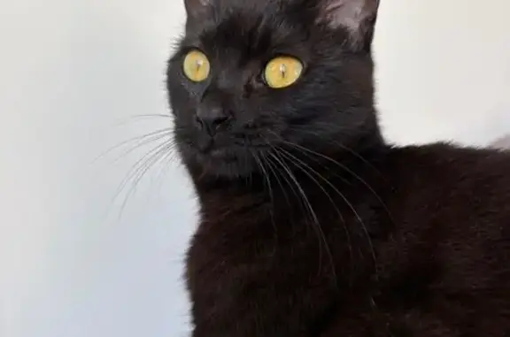 Chat perdu, Saint-Étienne-de-Fontbellon, photo: Chat perdu, Route D’Aubenas, Ailhon, Toulouse - femelle noire