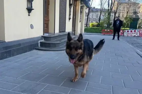 Знайдена собака, Рибна вулиця, Львів - німецька вівчарка до 2 років - photo