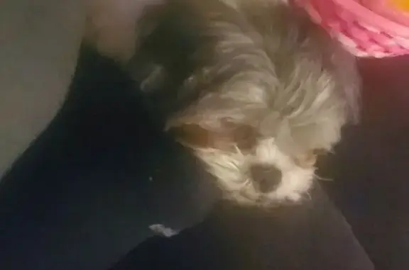 Lost dog, Eisenhower Drive, Dallas - female with faded black patches - photo