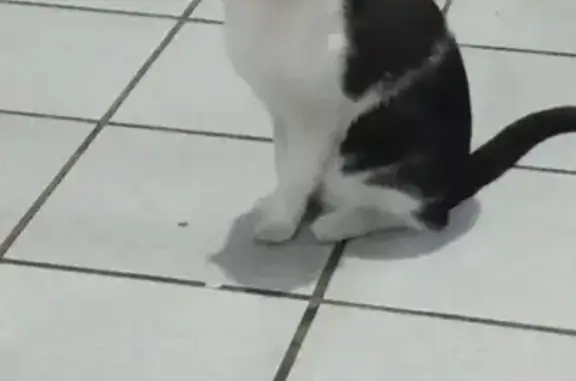 Perdido gato macho, Avenida 3, 883, Orizaba - Tadeo, blanco con negro - photo