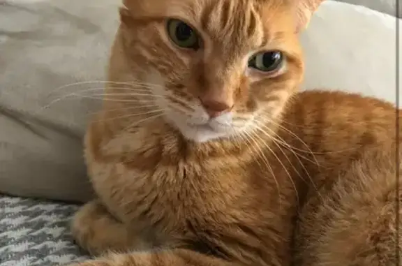 Animales perdidos Badajoz, foto: Perdido gato macho, Calle Santo Cristo de la Paz, 34, Badajoz - necesita medicación