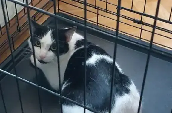 Animaux trouvés Paris, photo: Chat trouvé, Rue du Languedoc, Bruay-la-Buissière - jeune mâle non pucé