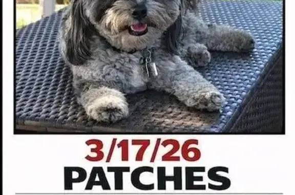 Lost and found pets Commerce City, photo: Lost dog, Commerce City, Colorado - male with blue left eye