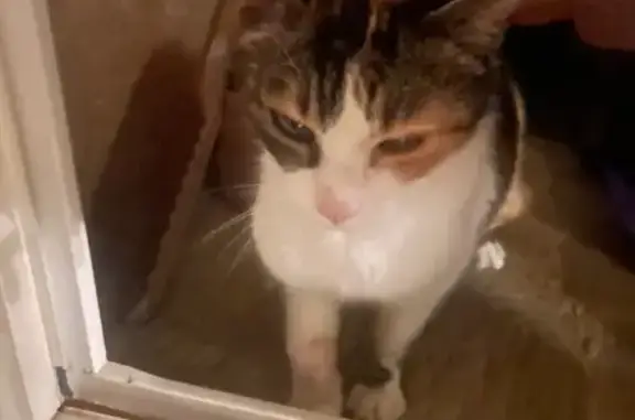Animaux trouvés Saint-Pantaléon-de-Larche, photo: Chat trouvé, Impasse du Chêne Vert, Chasteaux - œil gauche un peu plus fermé