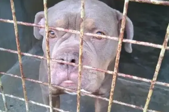 Chien trouvé Saint-Étienne, photo: Chien trouvé, rue à Grenoble - mâle américain bully
