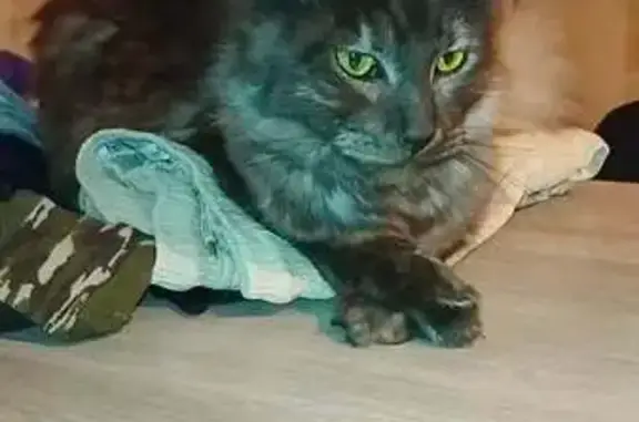 Chat perdu, Rue de la Forge, 15, Sévignac - femelle gris foncé - photo