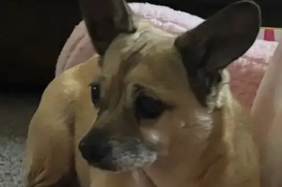 Lost dog, Basket Street, Pasadena - small tan Chihuahua with gray whiskers - photo