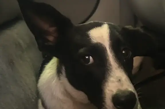 Cachorro encontrado Fêmea (brf...