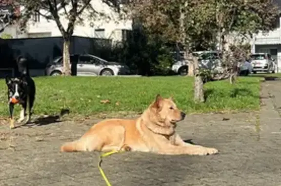 Chien perdu, Avenue Jean Mermoz, Pau - harnais rose - photo
