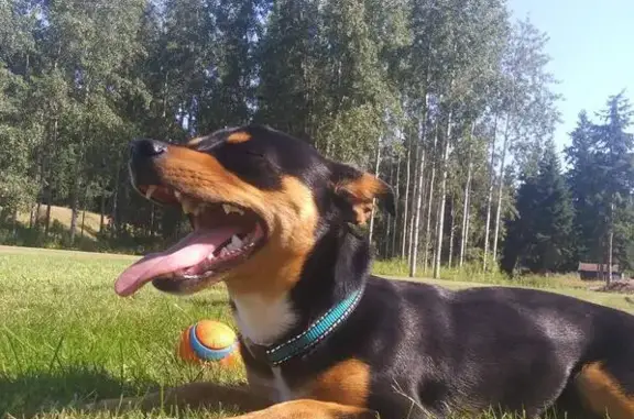Lost male dog, East T Street, Tacoma - photo