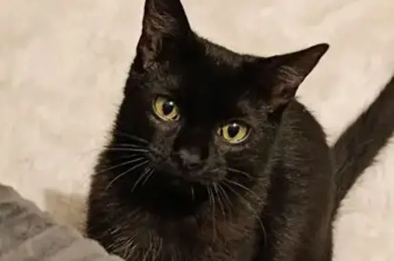 Chat disparu Fille, Ornans (fl590970) - photo
