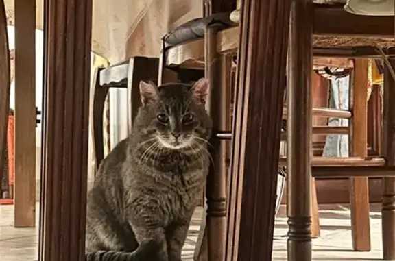 Animaux trouvés Pons, photo: Chat trouvé, Rue de Lujon, 64, Jazennes - très curieux